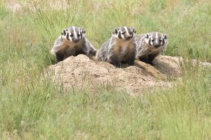 Busy as Badgers-Montana